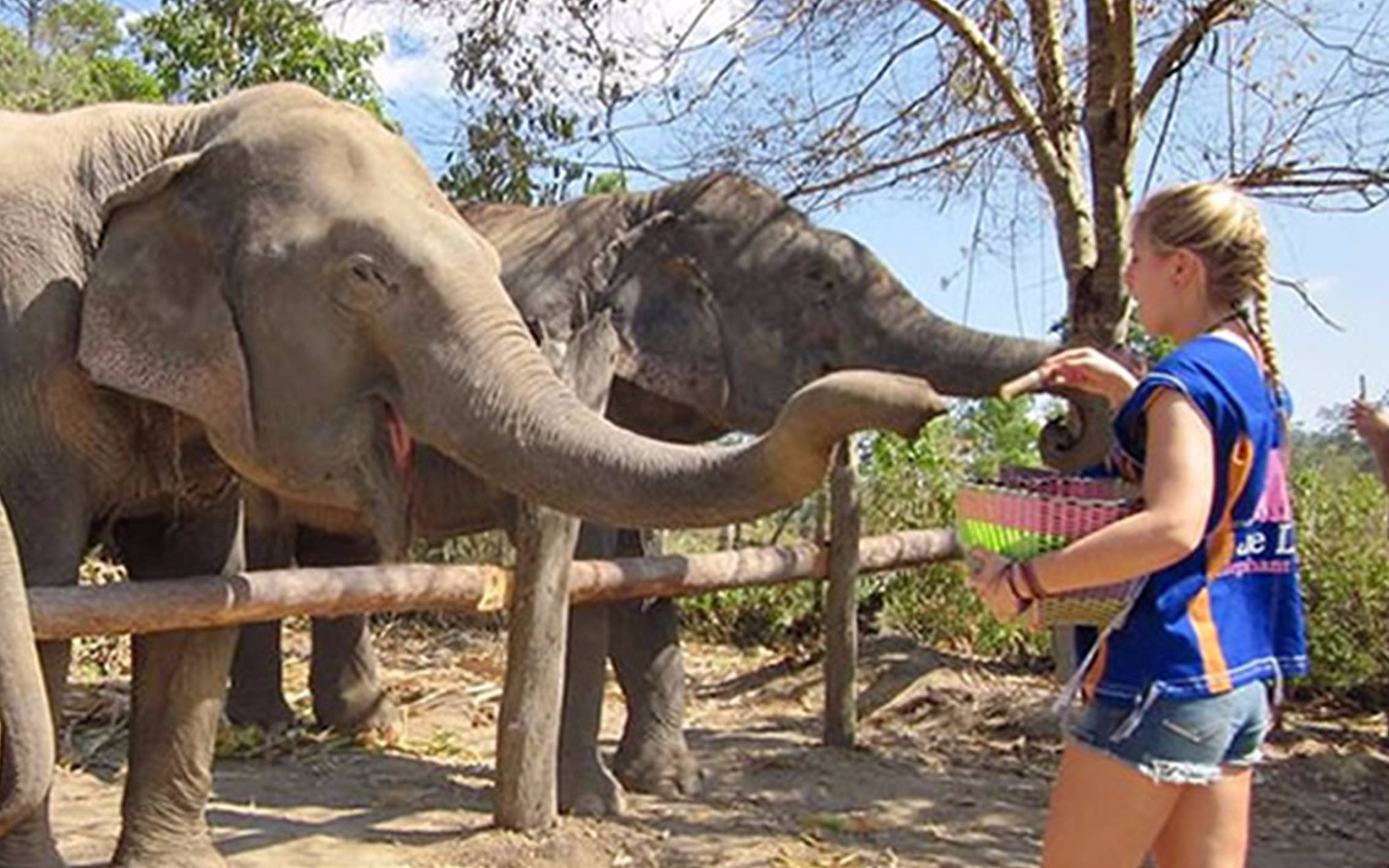 Top 10 Elephant Safari in Chiang Mai