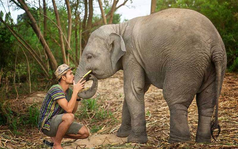 Elephant Sanctuary near Bangkok: Pattaya Elephant Jungle Sanctuary