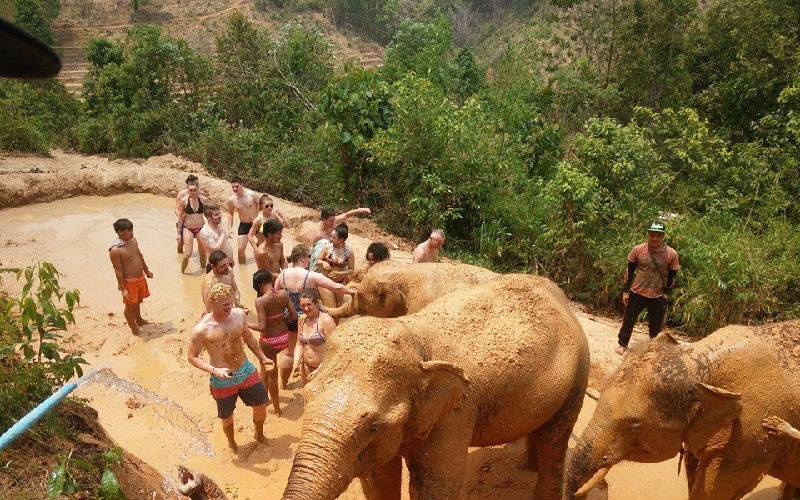 Accompany the elephants to a mud spa.