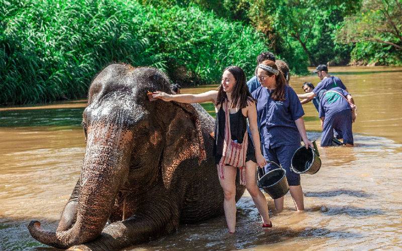 Maetaeng Elephant Park, Chiang Mai