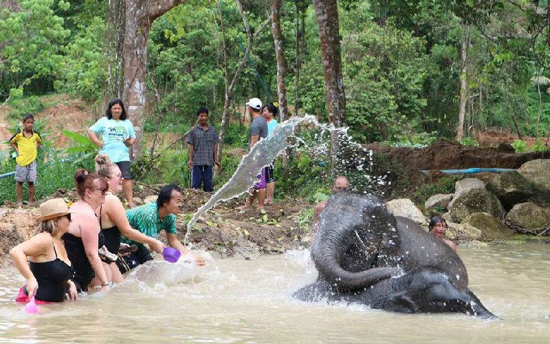 Elephant Retirement Park, Phuket