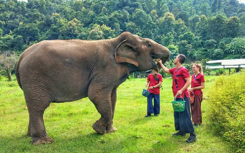 Ran-Tong Save & Rescue Elephant Centre