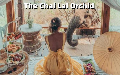 Elephant Camp Options: The Chai Lai Orchid or The Elephant Friends or The Bush Camp