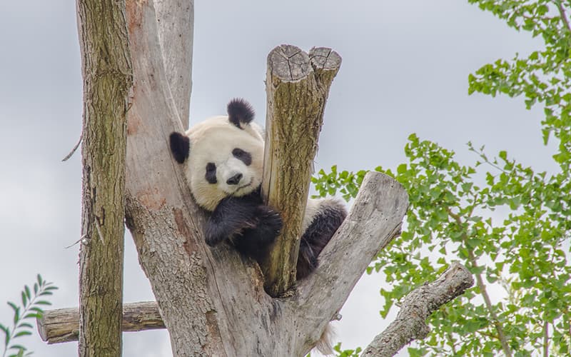 Giant Panda Volunteer Programs