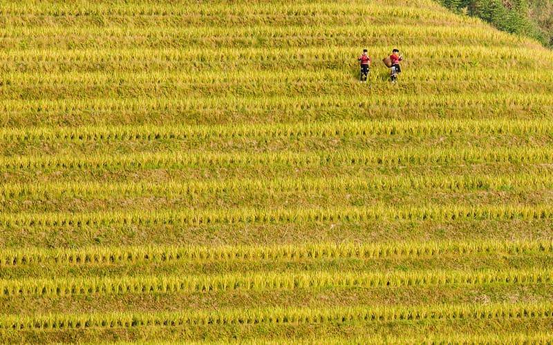 Longji Rice Terraces
