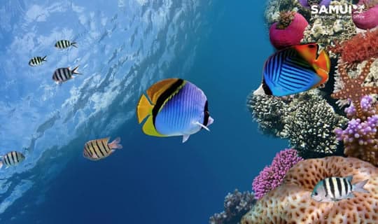 Coral Island Snorkeling One Day Tour by Long-Tail Boat with Lunch
