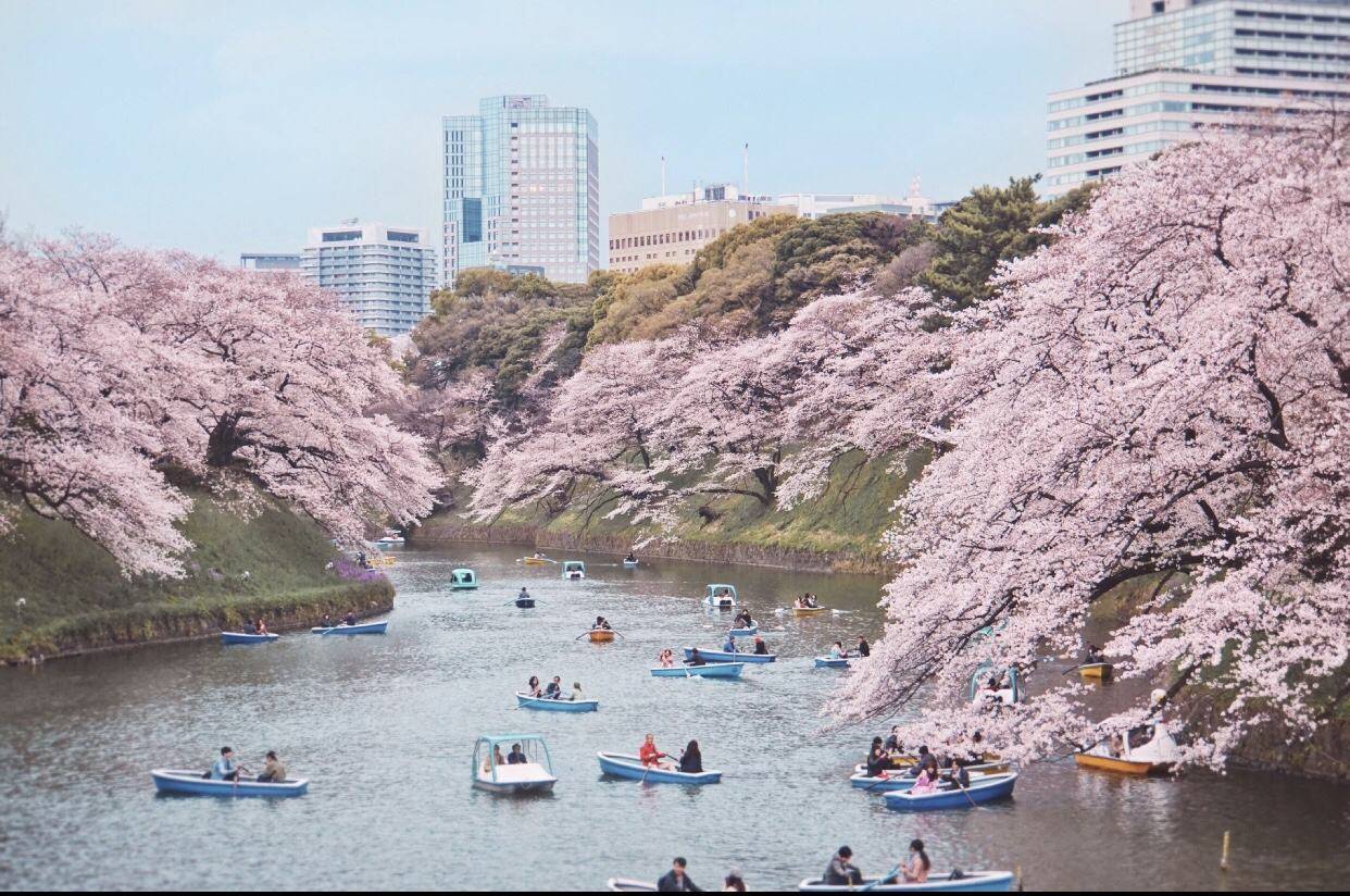 Japan Weather in March: What to Expect for Cherry Blossom Season 2026