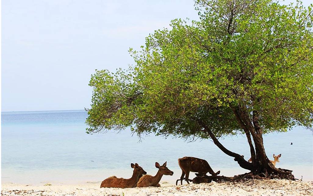 NusaBay Menjangan