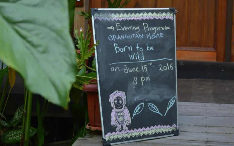 Rimba Orangutan Eco Lodge