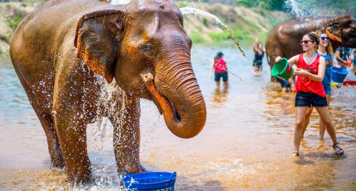 Elephant Jungle Sanctuary ​Chiang Mai