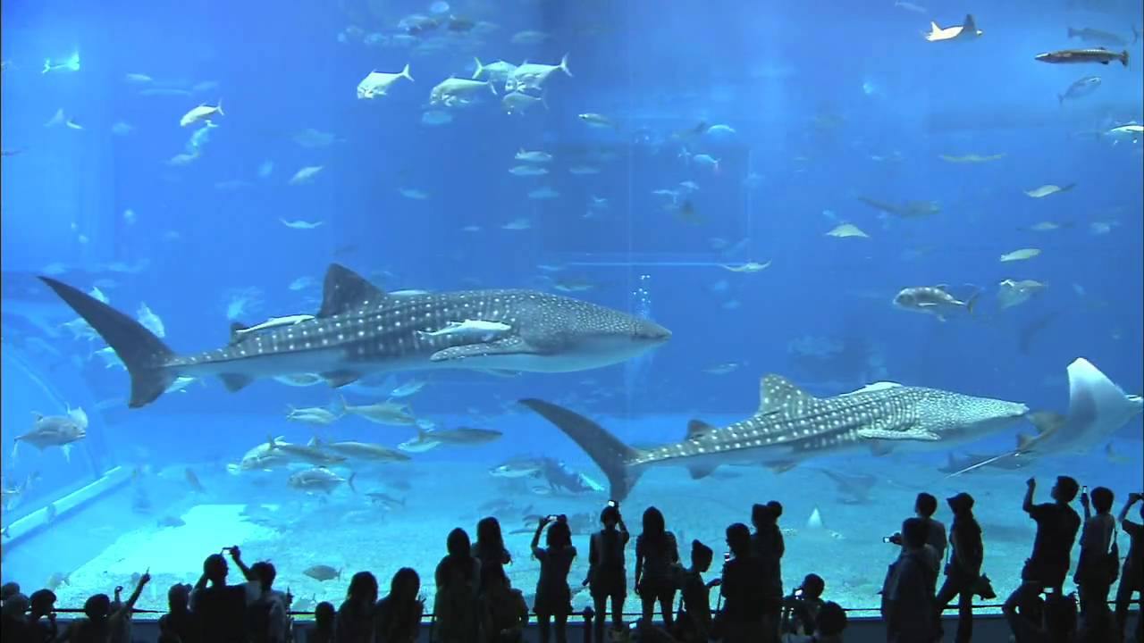 Japan Weather in August: Travel Tips, Festivals, and Packing Guide