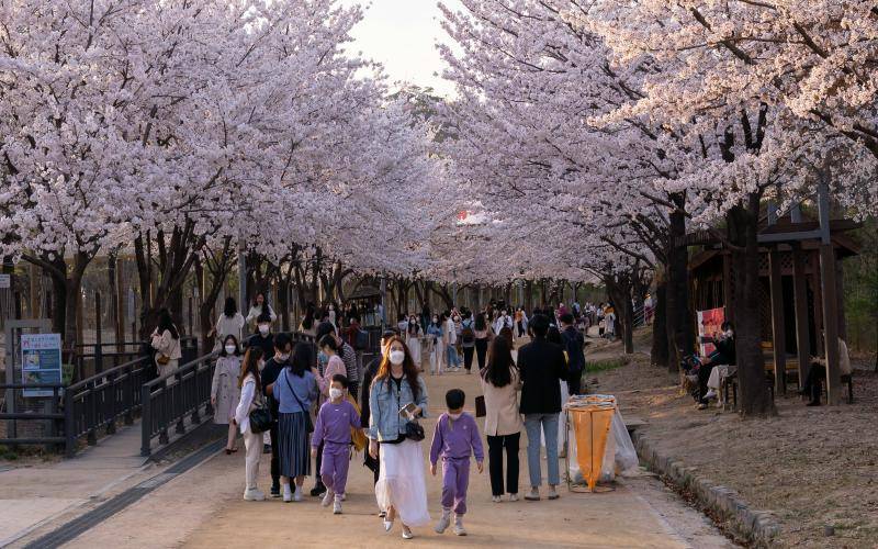 South Korea Cherry Blossom Forecast 2027: Best Time to Visit Korea for Cherry Blossom
