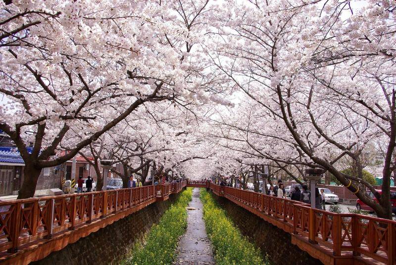 Jinhae Cherry Blossom Festival 2026: Korea's Largest Sakura Celebration