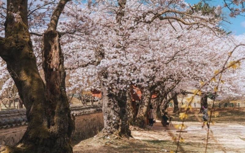 Discover Gyeongju Cherry Blossom 2026: History Meets Pink Petals