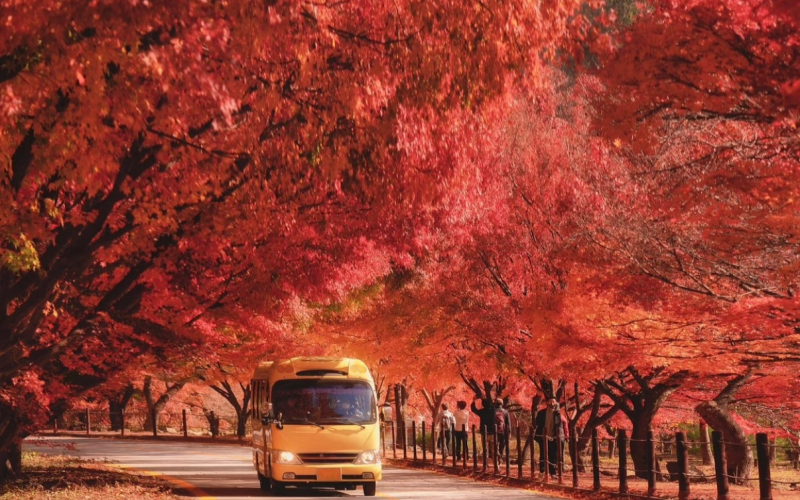 Golden Mountains and Scarlet Valleys: South Korea's 2026 Fall Foliage Forecast