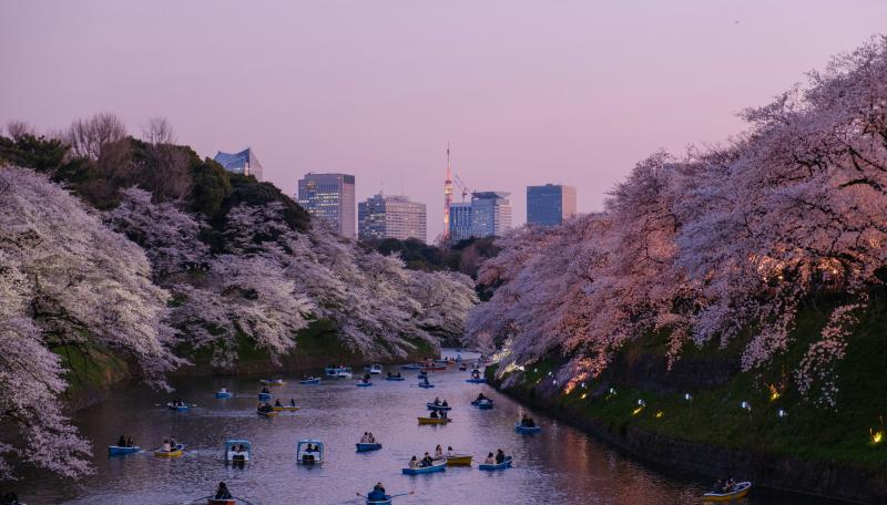 7-Day Japan Cherry Blossom Itinerary 2027: How to Avoid the Crowds