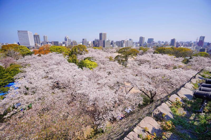 Fukuoka Cherry Blossom 2027: Best Time, Spots & Travel Guide
