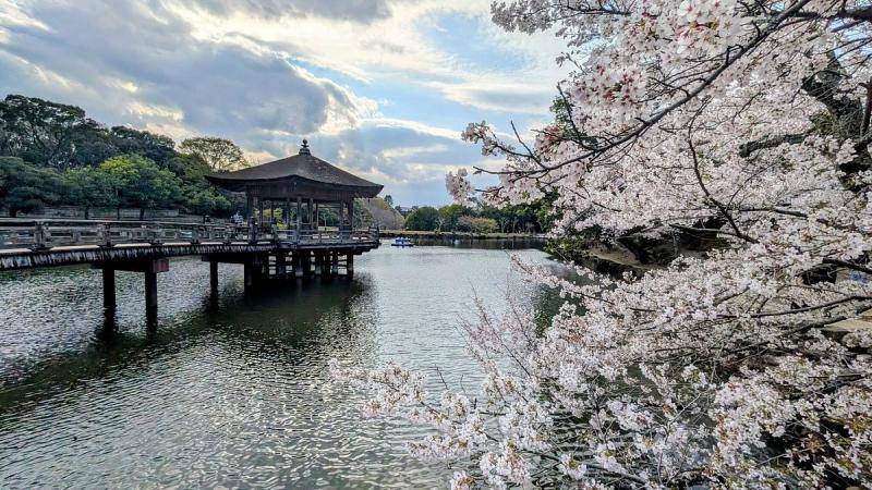 Real Japan Cherry Blossom Travel Stories from UME Travelers