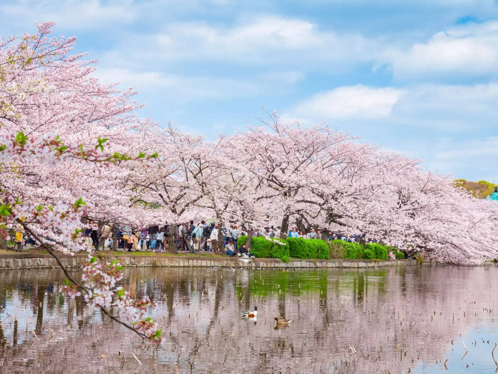 Tokyo Weather in April 2026: The Best Spring Month for Sightseeing