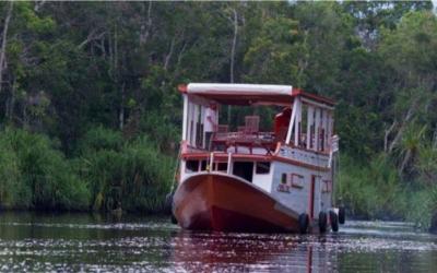Board to the river boat (klotok) to the Rimba Orangutan Ecolodge