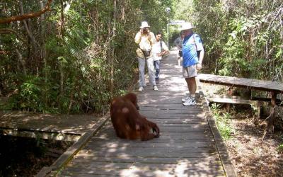 View the Orangutans