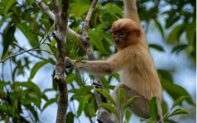 View the Proboscis Monkeys 