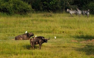 Wild Buffalo