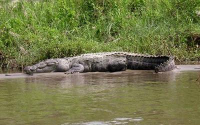 Marsh Mugger