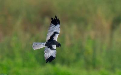 Pied Harrier