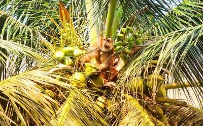Monkey Plucking Coconut