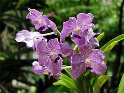 Orchid and Butterfly Farm