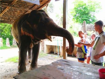 Elephant Camp in Khao Sok