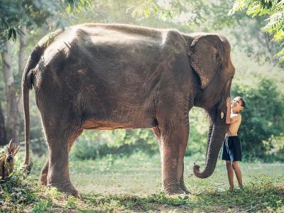 Best Thailand Elephant Sanctuary