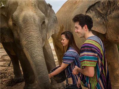 Pattaya Elephant Jungle Sanctuary 