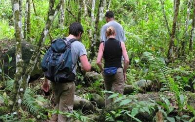 Jungle Trek