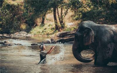 Swim with elephants