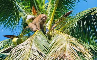 monkeys picking coconut