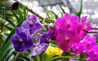 Orchid & butterfly farm