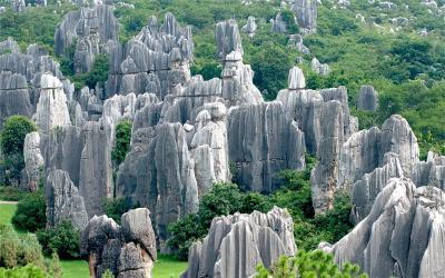 Stone Forest 