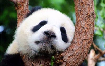 Meet The Pandas and China Essence