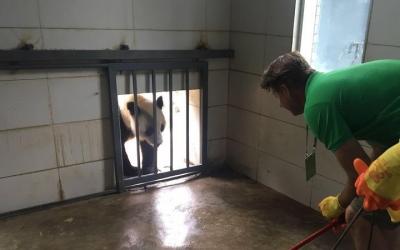 panda enclosure cleaning