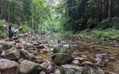Golden Whip Brook