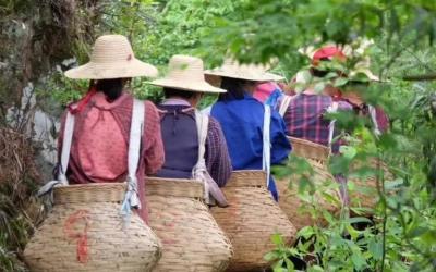 Tea-picking & Tea-making in a Ecological Tea Gardens