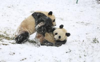 Sichuan and Chongqing Odyssey Panda Tour