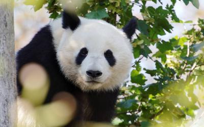 China Odyssey Panda Tour 