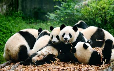 China Shanghai Chengdu and Yangtze Cruise