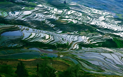 Yuanyang Rice Terraces