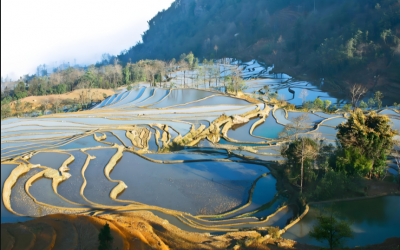 Yuanyang Hani Rice Terraces