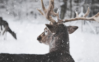 Hulunbuir Discovery With Reindeer Encounters