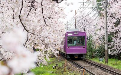 Japan Cherry Blossom Family Tour with Teenager